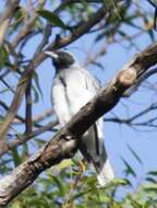 Image of Black-faced Cuckoo-shrike