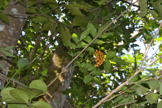 Image of wingleaf soapberry