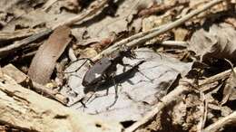 Image of Cicindela (Cicindela) japana Motschulsky 1858