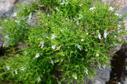 Image de Stachys glutinosa L.