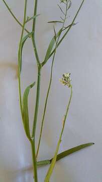 Image de Heliophila acuminata (Eckl. & Zeyh.) Steud.