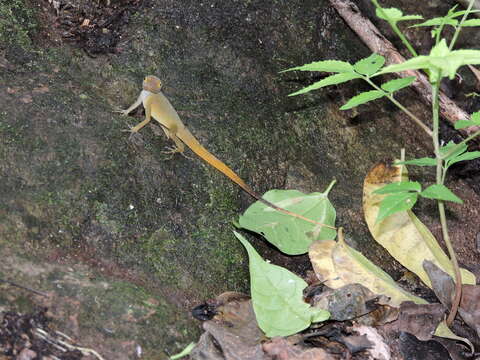 Image of Schwartz'  Anole