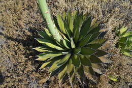 Agave horrida subsp. horrida resmi