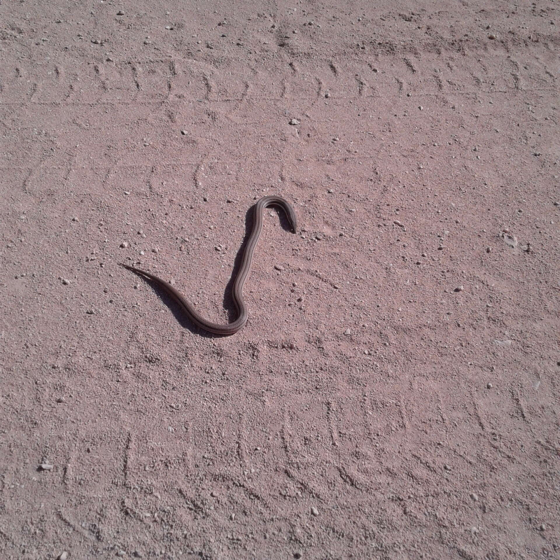 Image of Burton's Legless Lizard