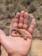 Image of Spotted Sandveld Lizard