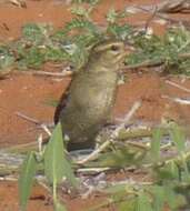 Image of Sakalava Weaver