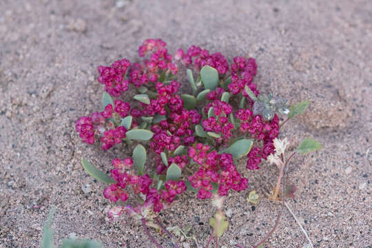 Image of Cistanthe amarantoides (Philippi) Carolin ex M. A. Hershkovitz