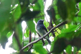 Image of Hainan Blue Flycatcher