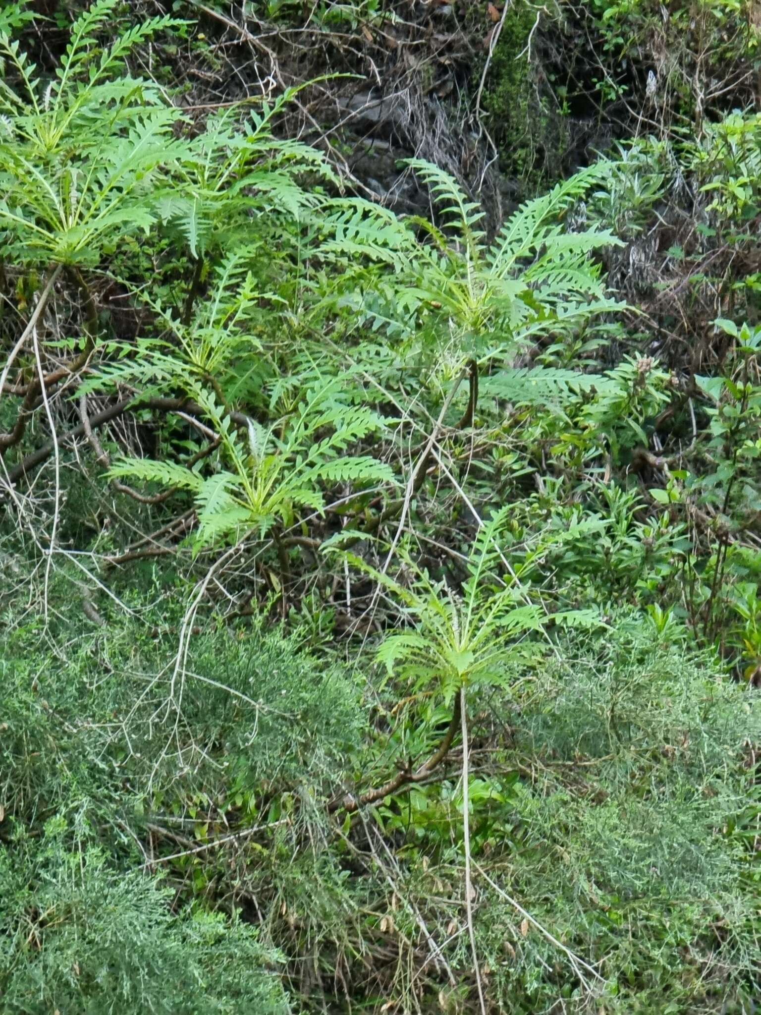 Image of Sonchus pinnatus Ait.