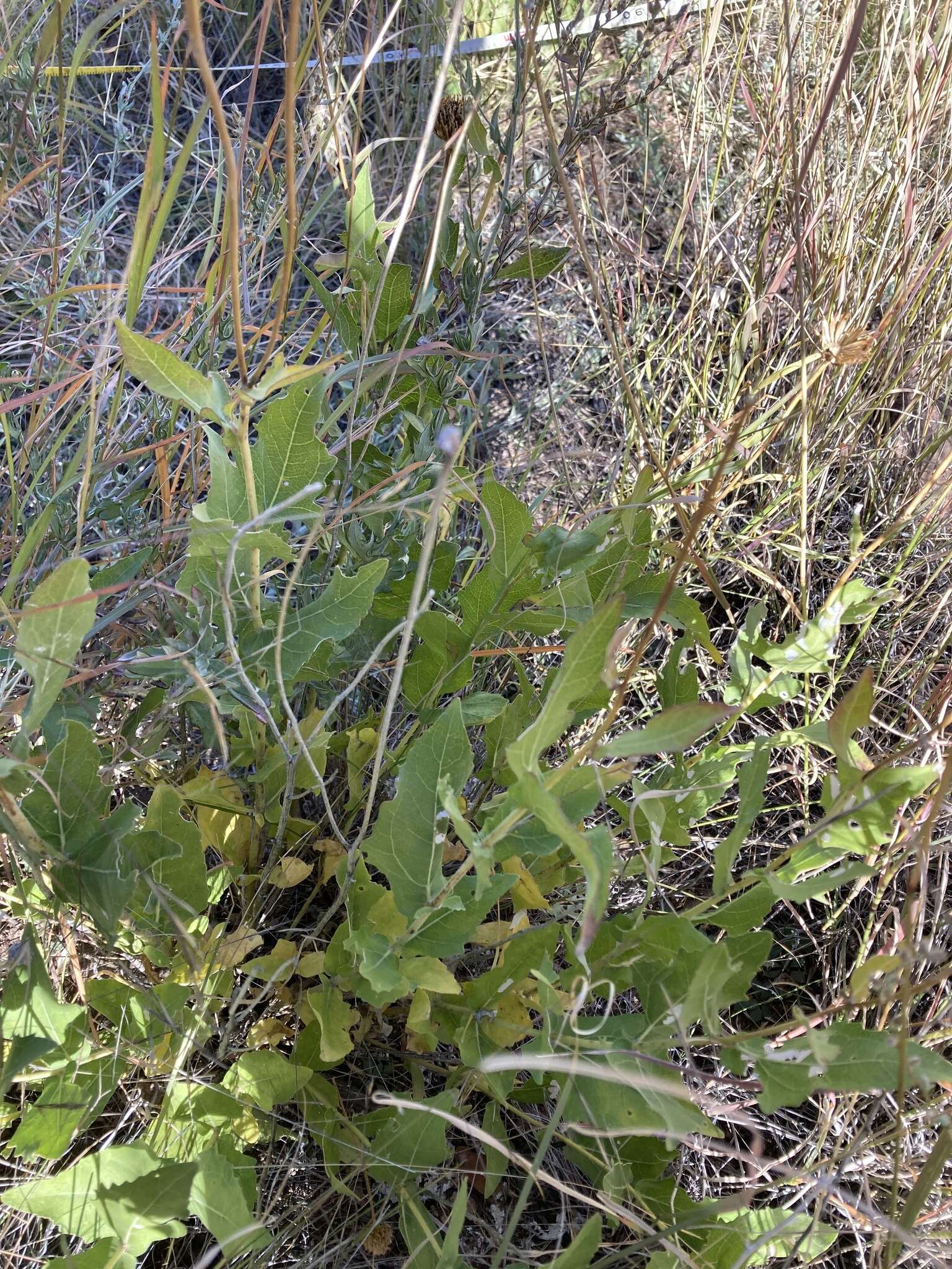 Image of Rothrock's crownbeard