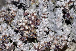 Image of Ceropegia mammillaris (L.) Bruyns