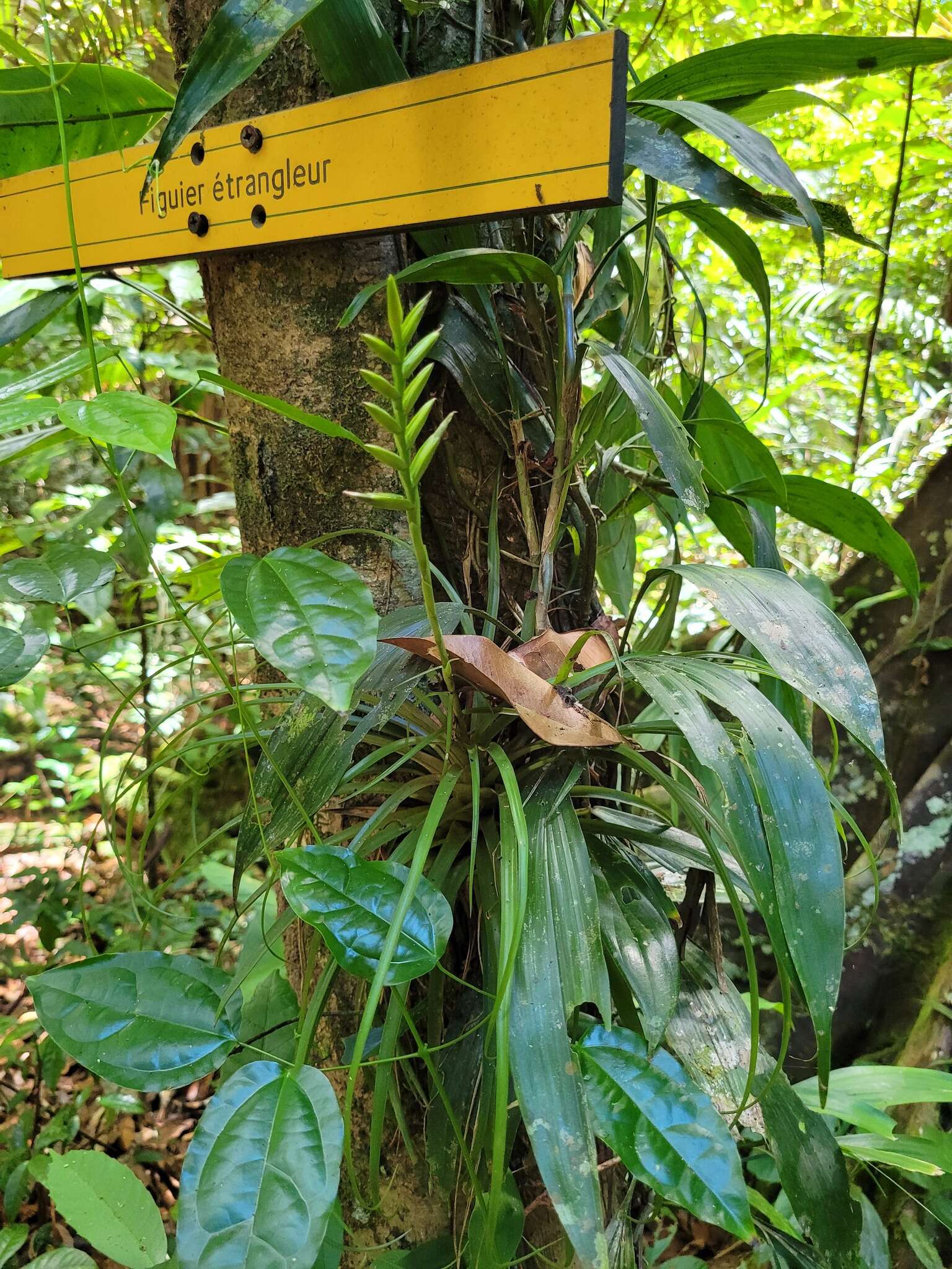 Image of Lemeltonia monadelpha (É. Morren) Barfuss & W. Till