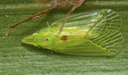 Image of Tambinia sexmaculata Wang & Liang 2011