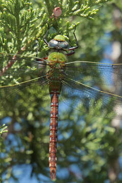 Image of Comet Darner