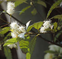 Image of black wattle