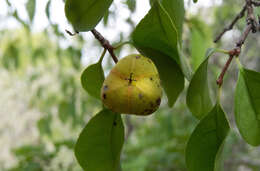 Image of Sebastiania macrocarpa Müll. Arg.