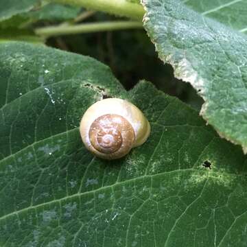 Image of White-lipped banded snail