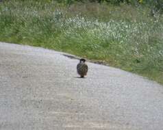 Image of Eurasian Hobby