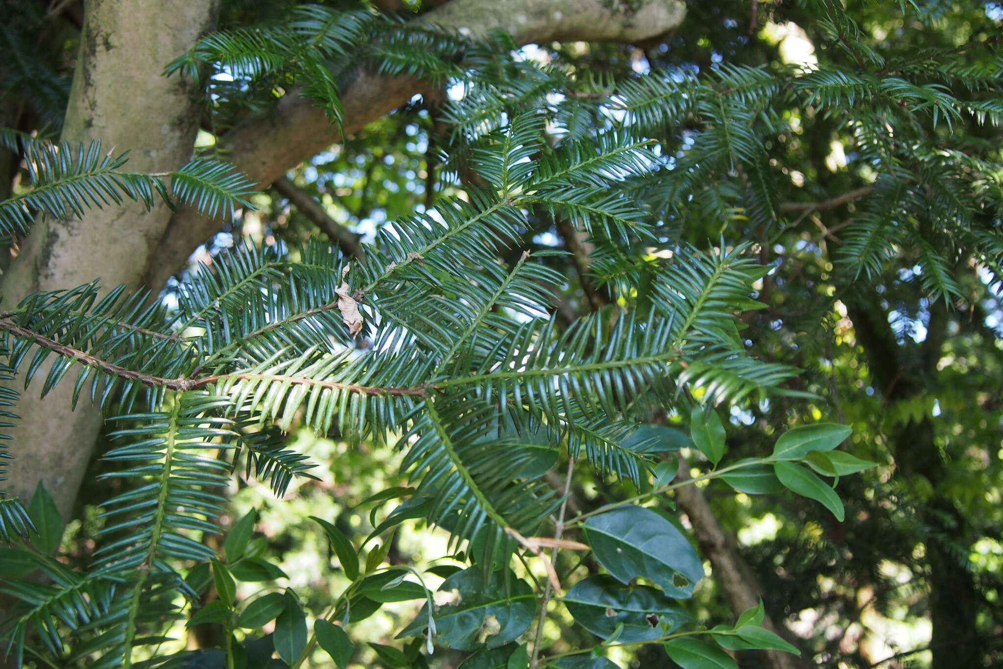 Image of Japanese Nutmeg Tree