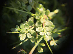 Image of Macoun's meadowfoam