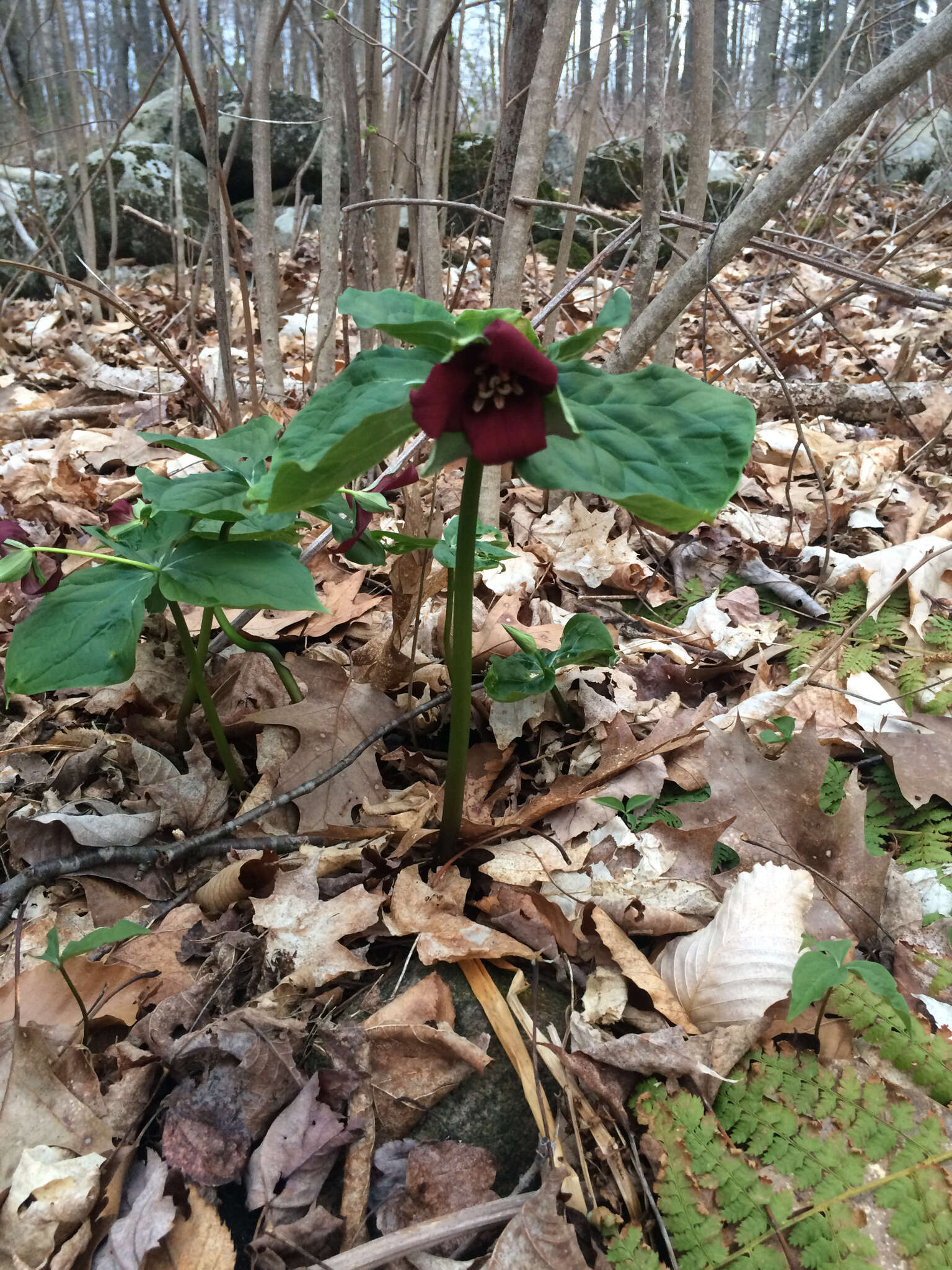 Image of Trillium erectum var. erectum