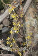 Image of Encyclia ceratistes (Lindl.) Schltr.