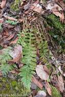 Image of Braun's hollyfern