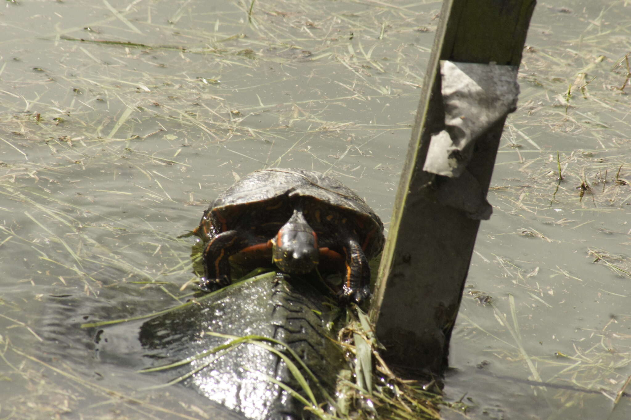 Image of Trachemys callirostris callirostris (Gray 1855)