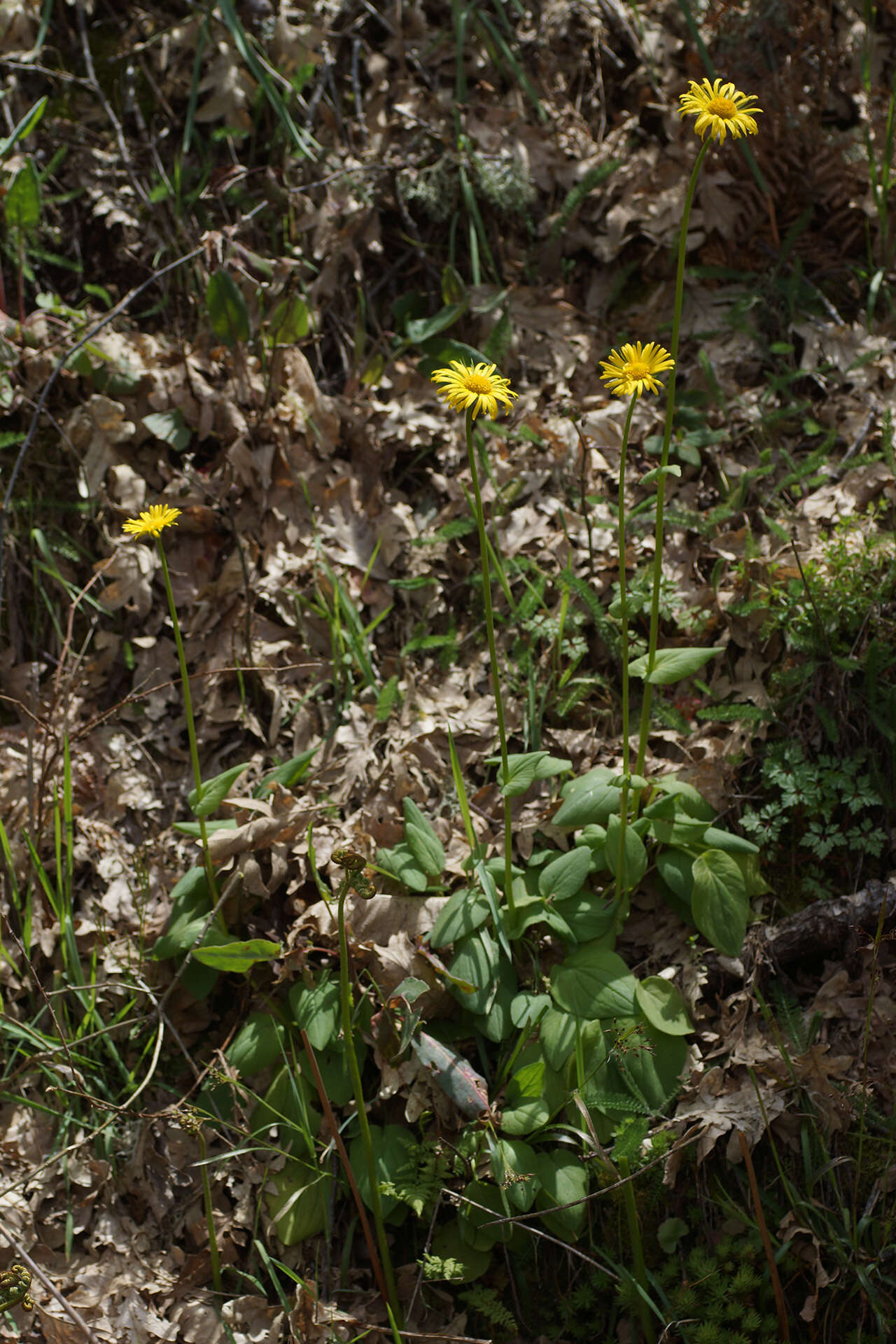 Image of plantain false leopardbane