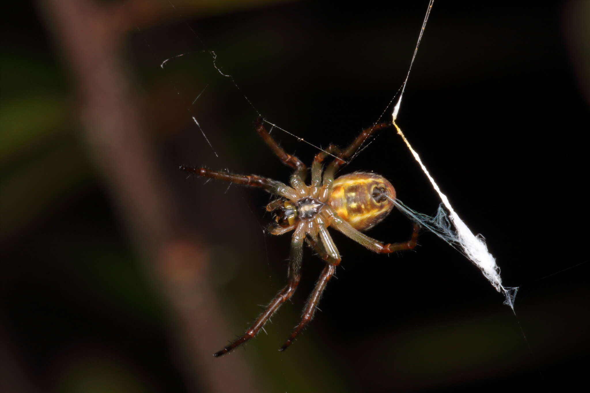 Image of Novaranea queribunda (Keyserling 1887)