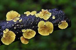 Image of Crepidotus stromaticus (Cooke & Massee) Sacc. 1887