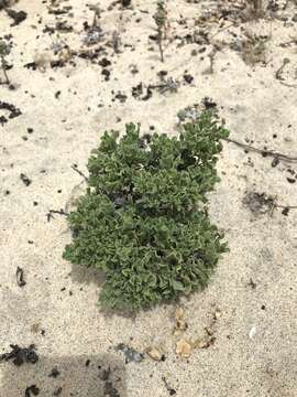 Image of sessileflower false goldenaster