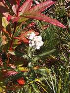 Image of Achillea alpina subsp. camtschatica (Heimerl) Kitam.