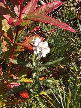 Image of Achillea alpina subsp. camtschatica (Heimerl) Kitam.