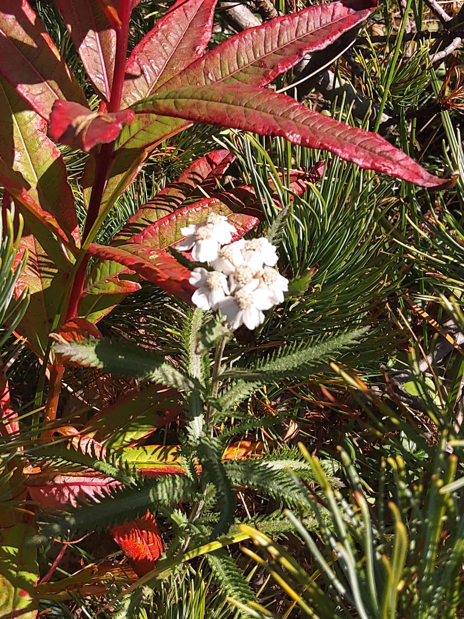 Слика од Achillea alpina subsp. camtschatica (Heimerl) Kitam.