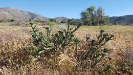 Image de Cylindropuntia bernardina