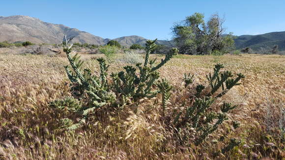 Image of Cylindropuntia bernardina