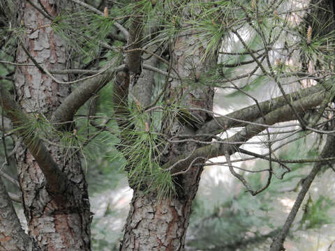 Image of Common Firecrest