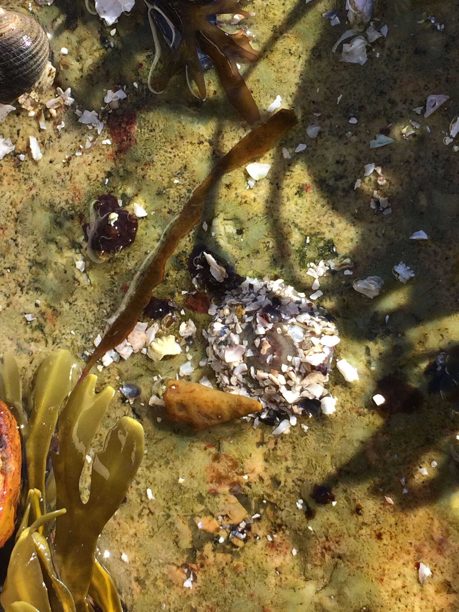 Image of silver-spotted sea anemone