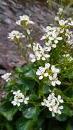 Imagem de Cardamine asarifolia L.