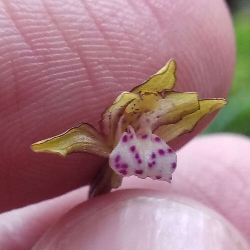 Image de Corallorhiza maculata var. mexicana (Lindl.) Freudenst.