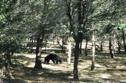 Image of Sloth Bear