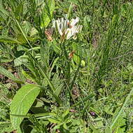 Image of Albuca nelsonii N. E. Br.