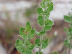 Image of Scrub Pinweed