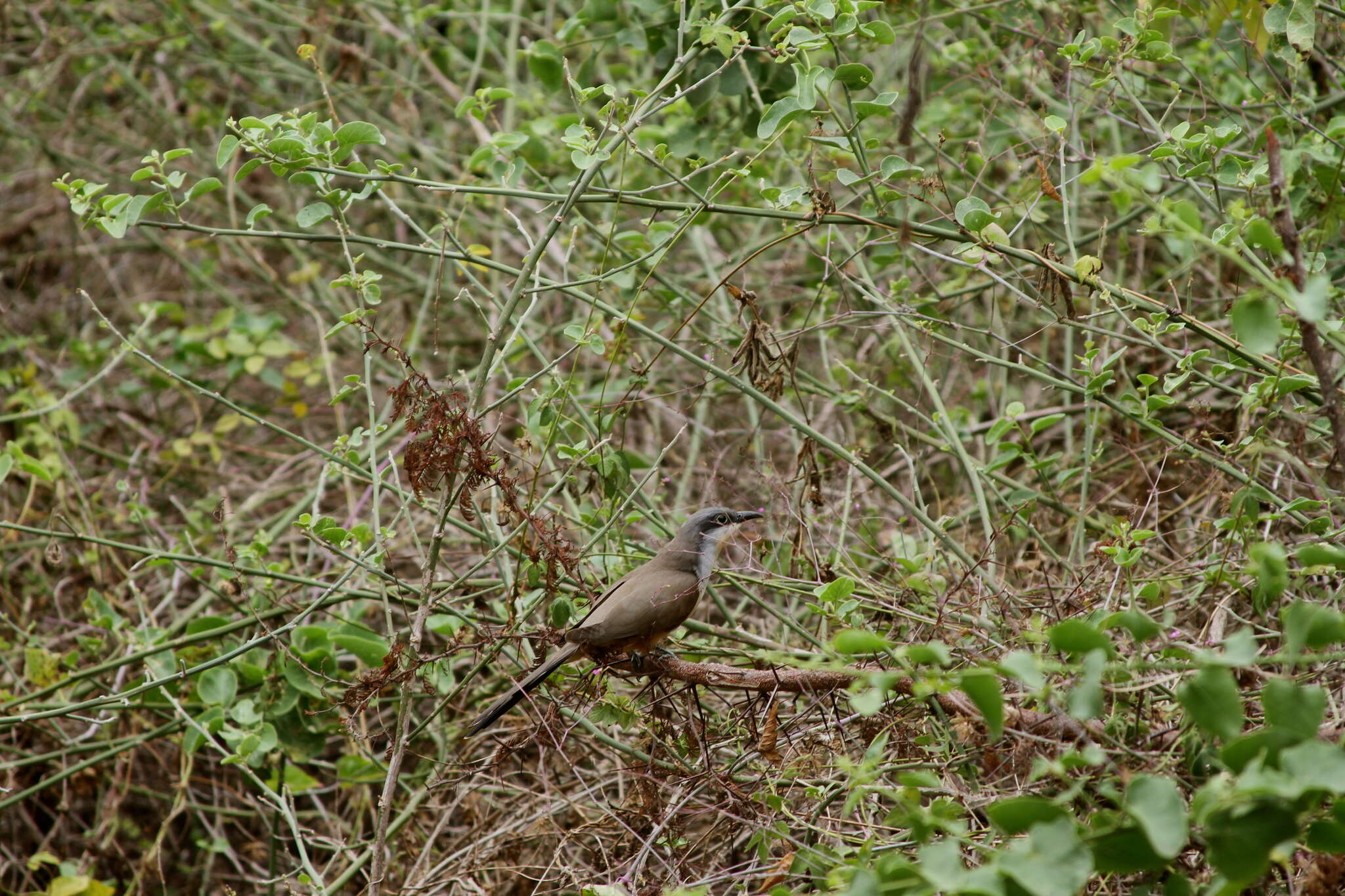 Image of Dark-billed Cuckoo