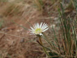 Gerbera natalensis Sch. Bip.的圖片