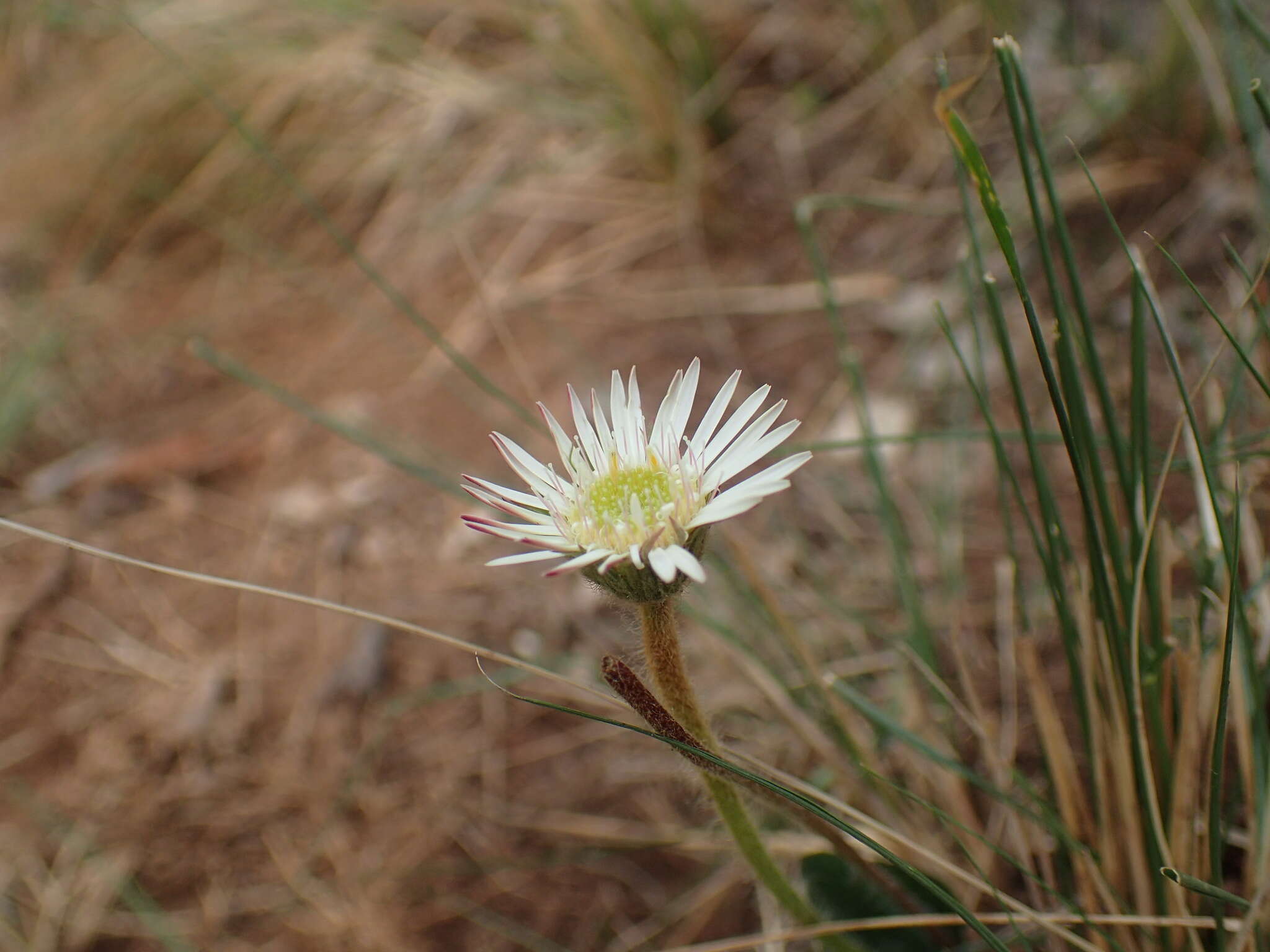 Gerbera natalensis Sch. Bip.的圖片