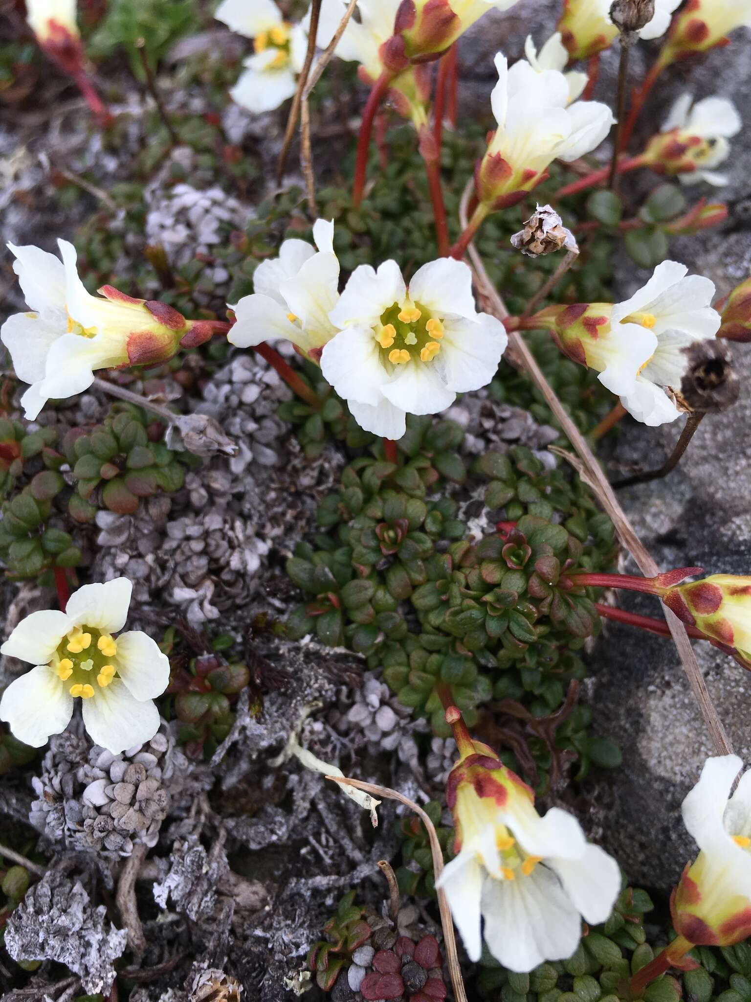 Imagem de Diapensia lapponica var. obovata F. Schmidt