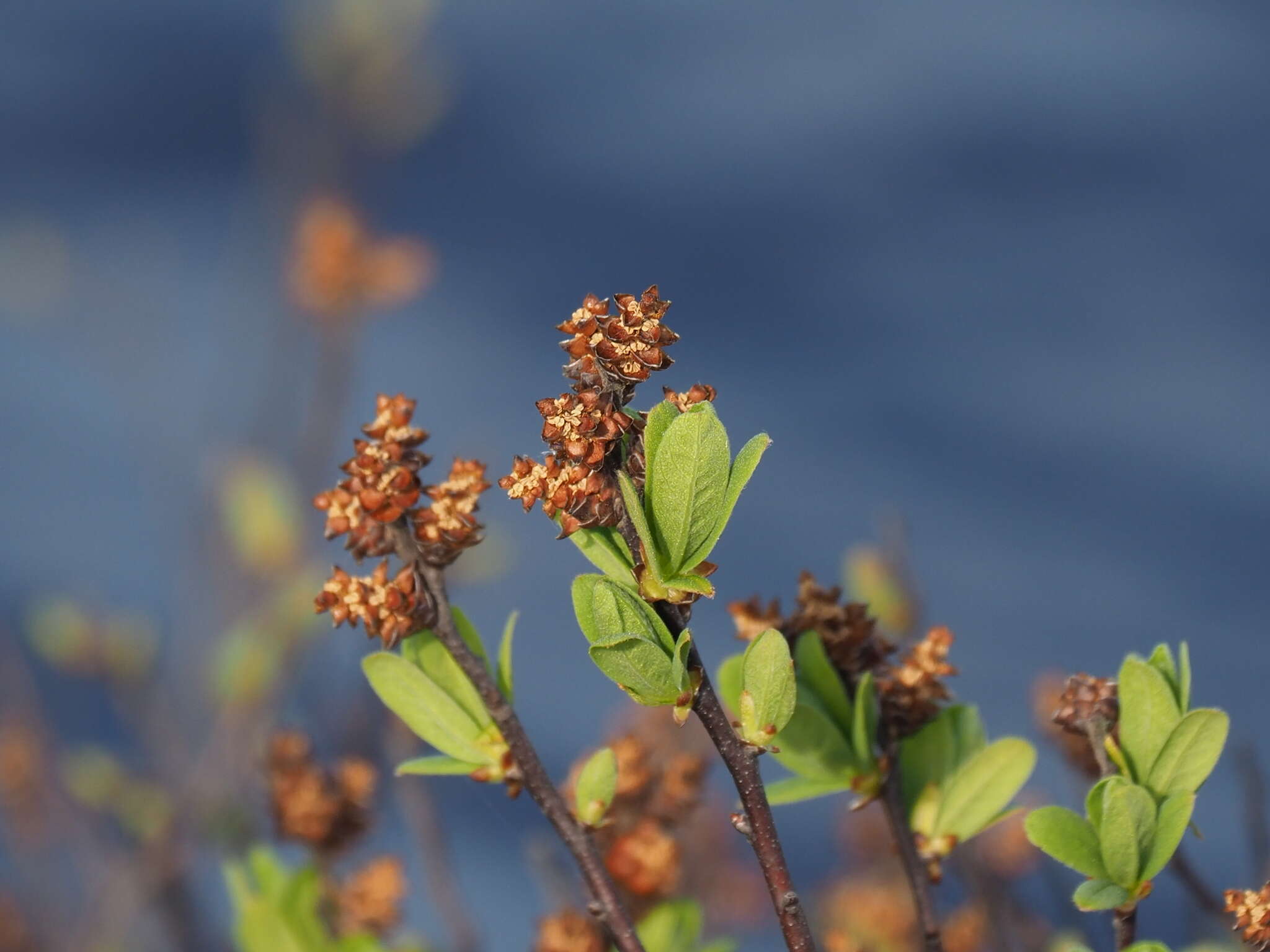 Image of Myrica gale subsp. tomentosa (C. DC.) E. Murray