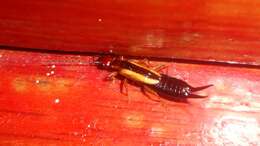 Image of Lined Earwig